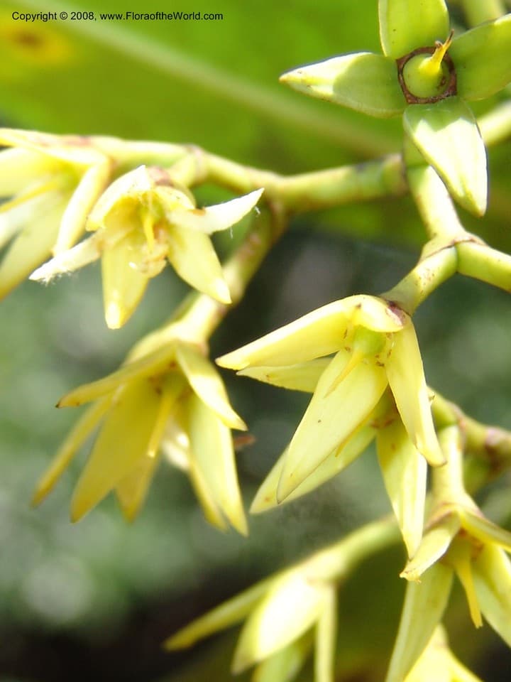 Rhizophora racemosa G.Mey.