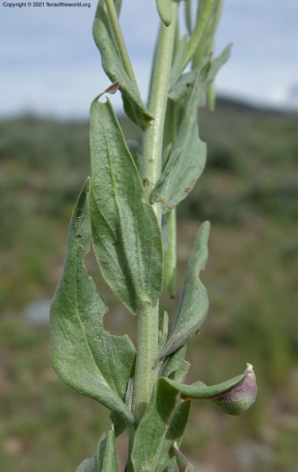 Brassicaceae Boechera holboellii retrofracta (Hornem.) Á. Löve & D. Löve
