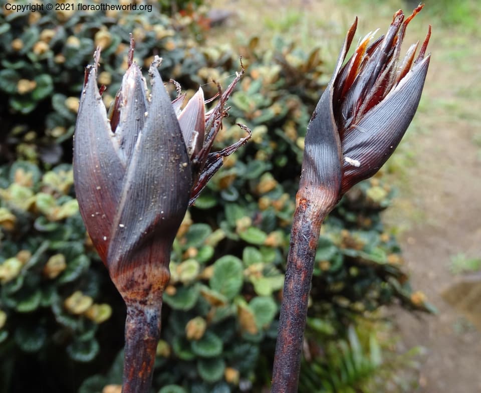 Iridaceae Patersonia neocaledonica Goldblatt & Manning