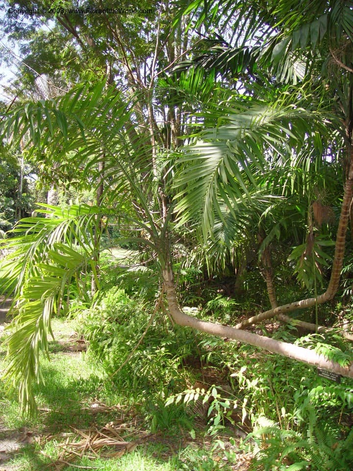 Gaussia maya (O.F.Cook) H.J.Quero & Read