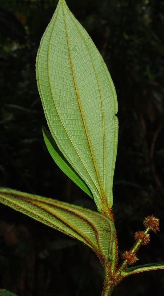 Melastomataceae Ossaea rufibarbis Triana