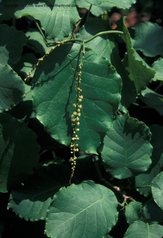 Coccoloba tiliacea Lindau