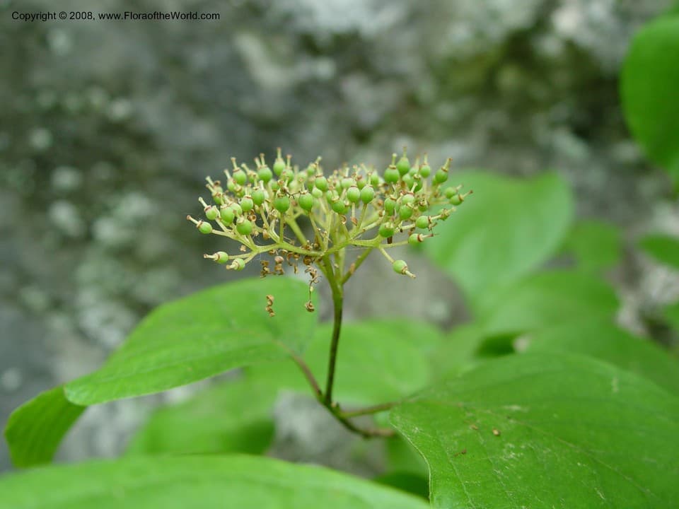 Cornus rugosa Lam.