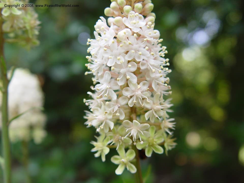 Amianthium muscitoxicum (Walter) A.Gray