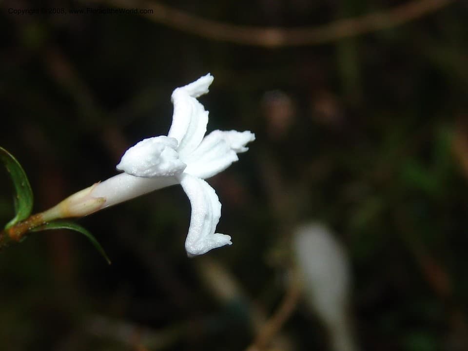 Gaertnera madagascariensis (Hook.f.) Malcomber & A.P.Davis