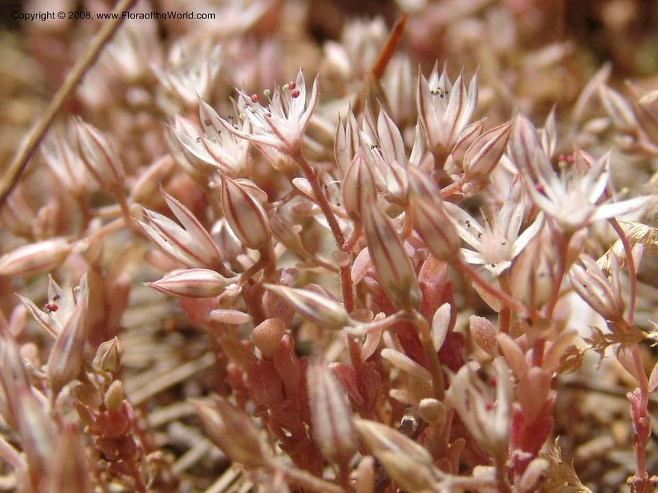 Sedum rubens L.