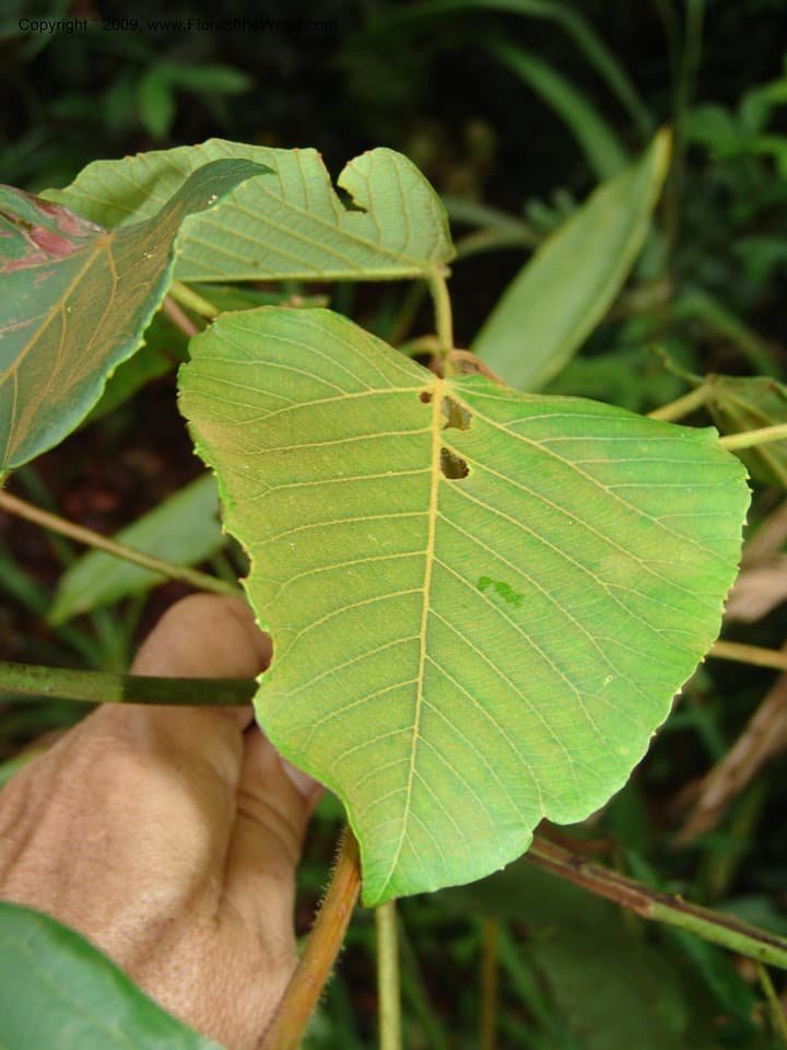 Euphorbiaceae Macaranga capensis capensis (Baill.) Benth. ex Sim