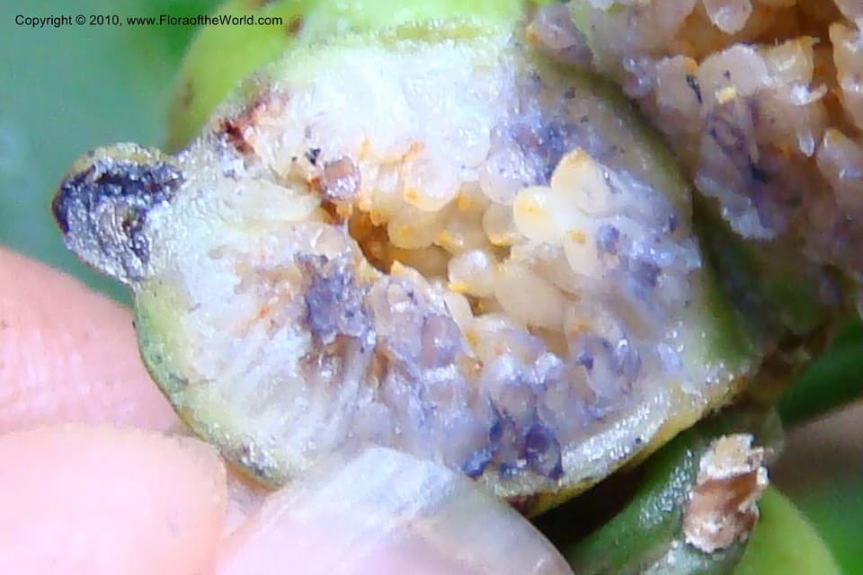 Ficus paraensis (Miq) Miq.