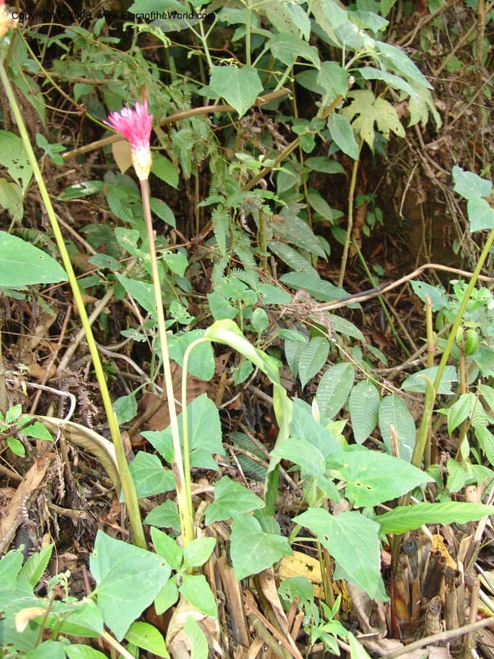 Goeppertia loeseneri (J.F.Macbr.) Borchs. & S.Suárez