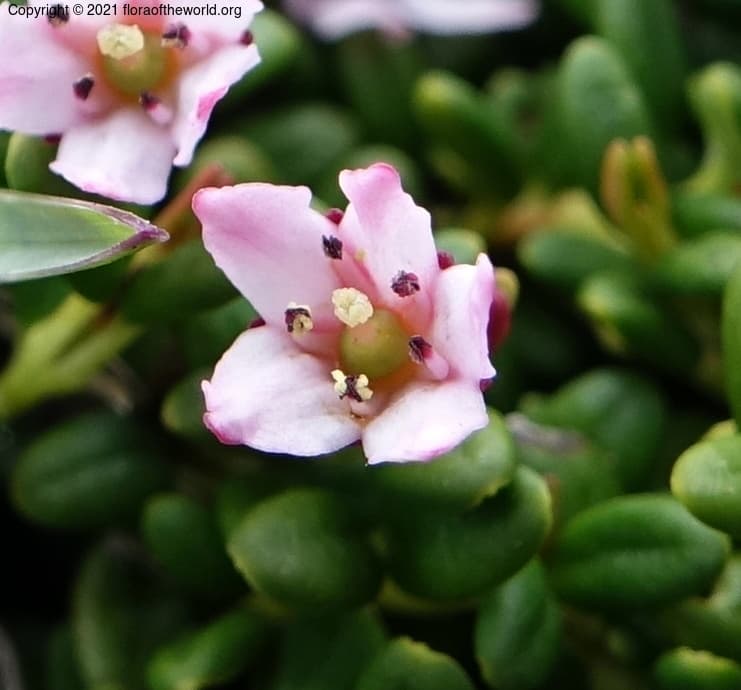 Kalmia procumbens (L.) Gift, Kron & P.F.Stevens