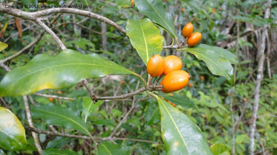 Pittosporum polyspermum Tul.