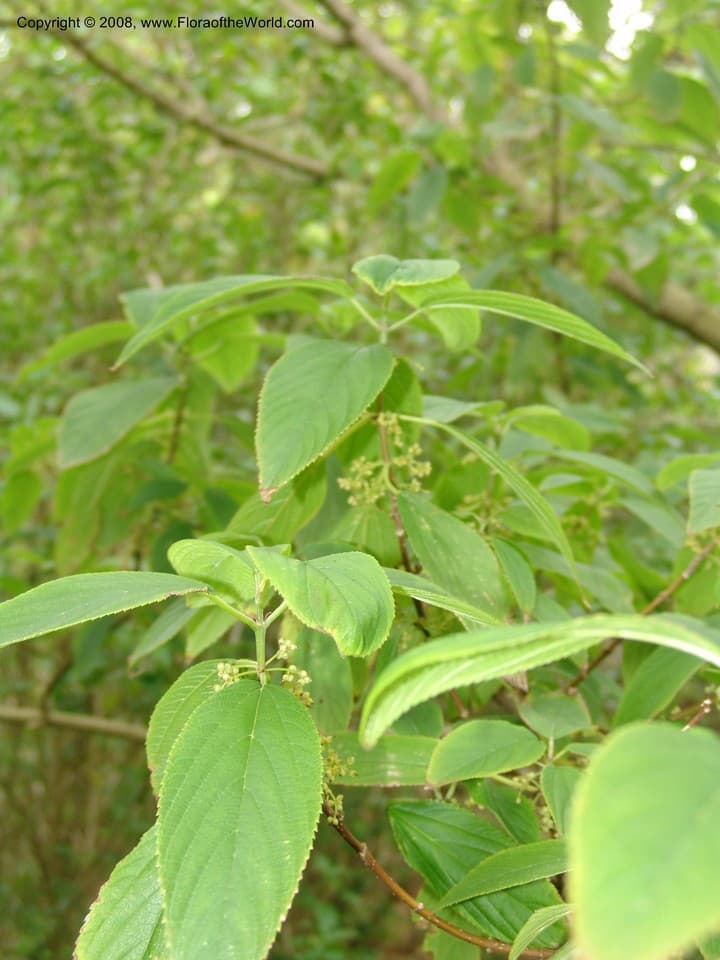 Lozanella enantiophylla (Donn.Sm.) Killip & C.V.Morton