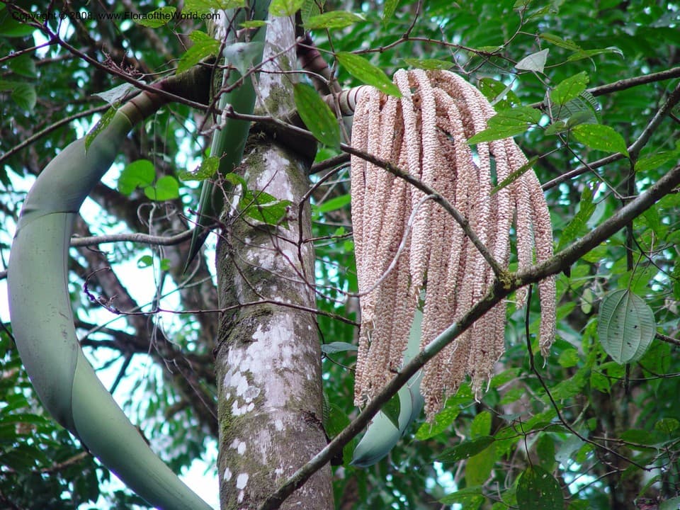 Iriartea deltoidea Ruiz & Pav.