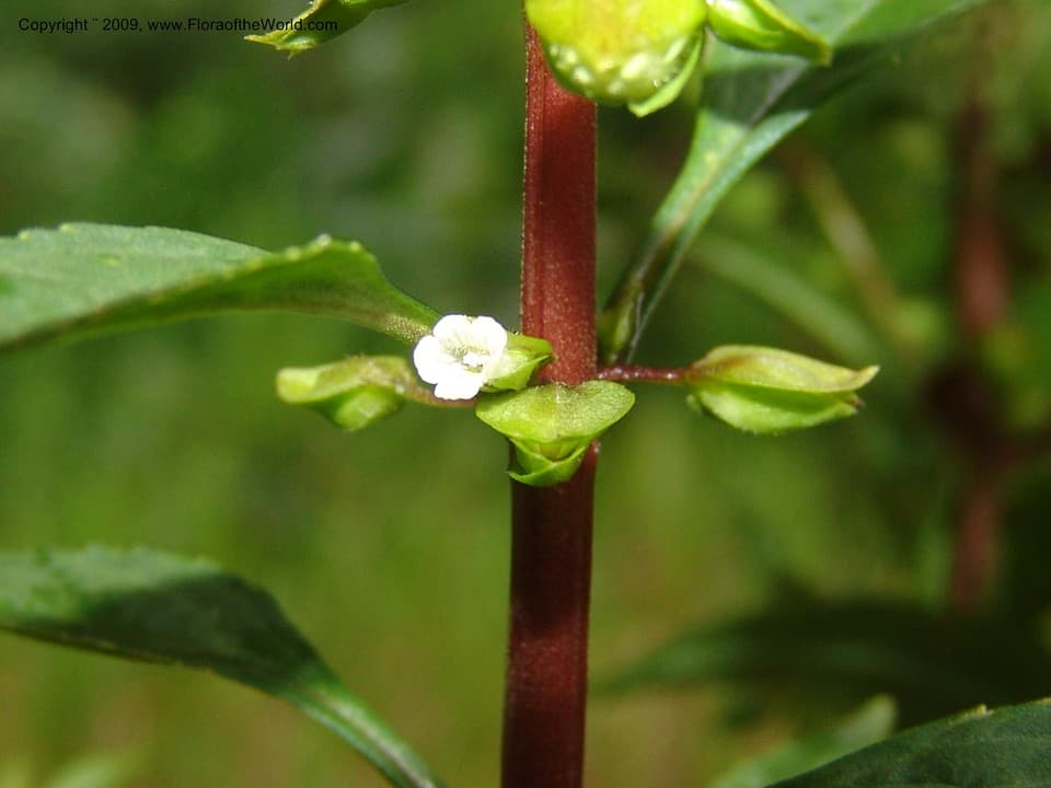 Bacopa stricta (Schrad.) Wettst. ex Edwall