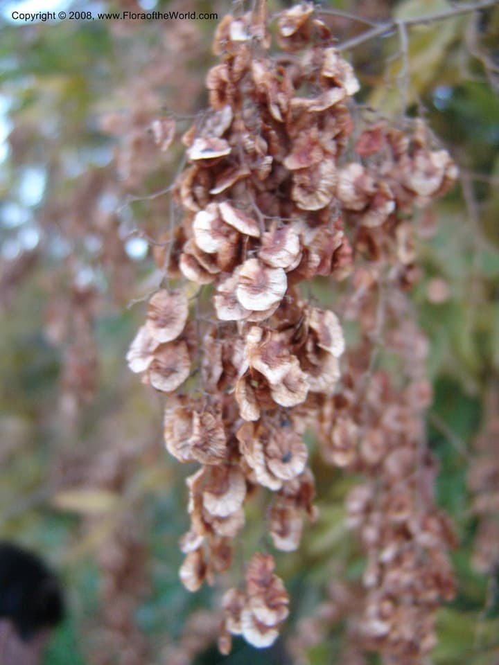 Anacardiaceae Smodingium argutum E. Mey. ex Sond.