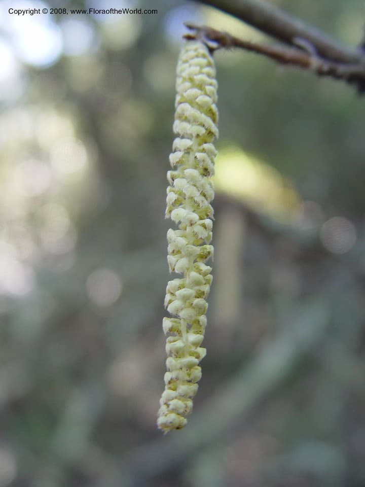 Corylus californica hort. ex K.Koch, 1873