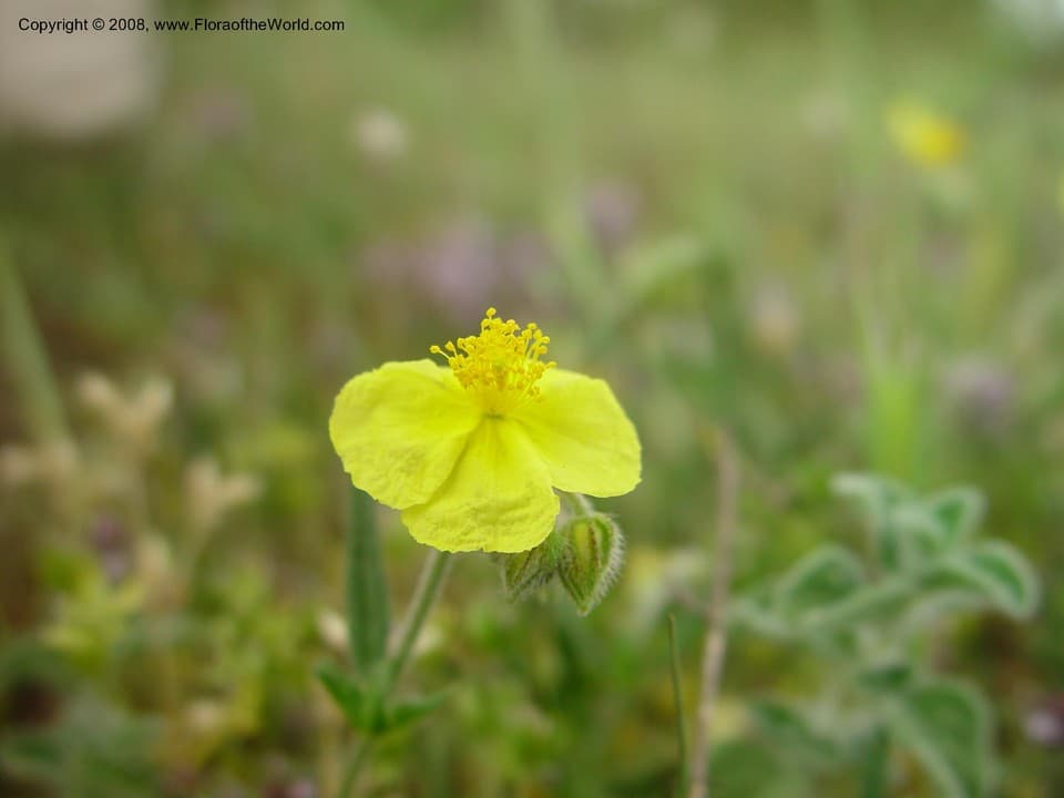 Helianthemum nummularium (L.) Mill.