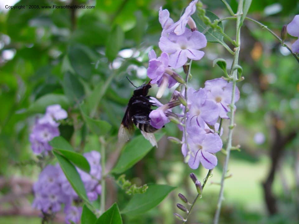 Lamiaceae Duranta repens L.