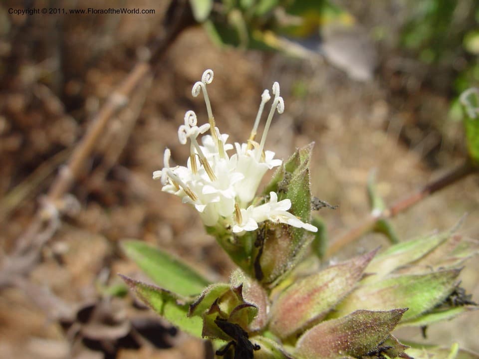 Asteraceae Lagascea helianthifolia Kunth