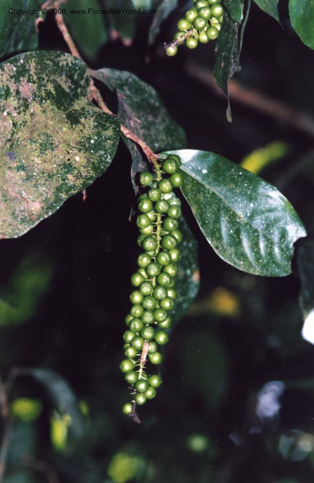 Coccoloba montana Standl.