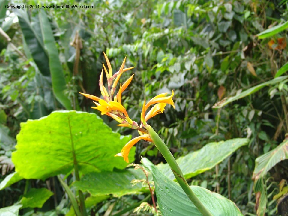 Canna L.