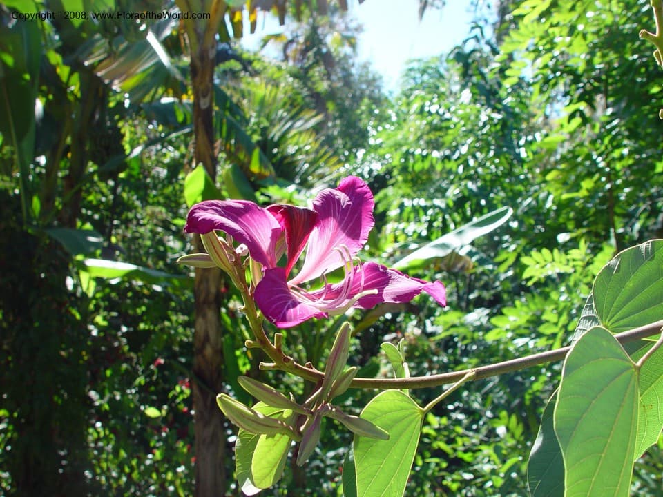 Bauhinia ×blakeana Dunn