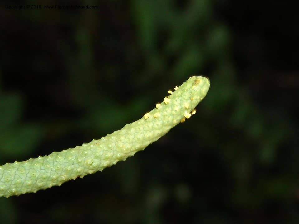 Araceae Anthurium microspadix Schott