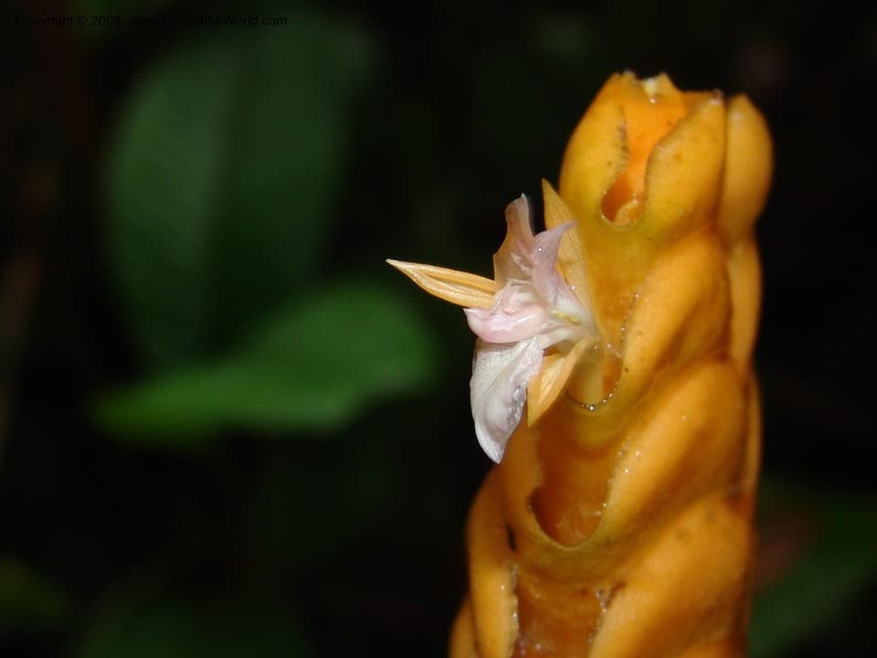 Calathea crotalifera S.Watson