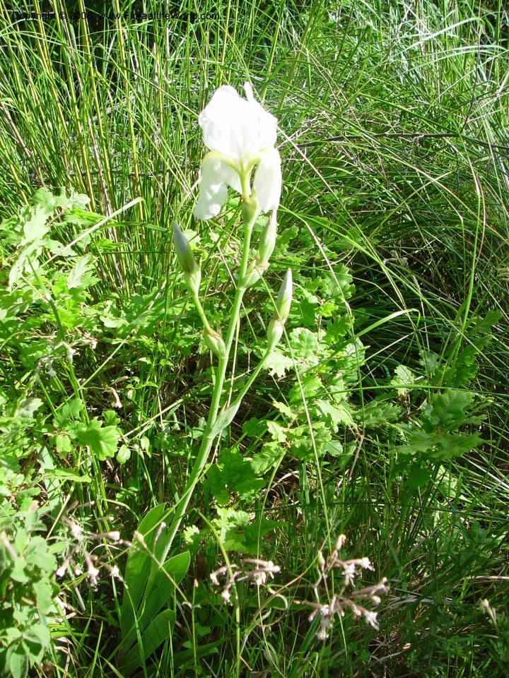 Iridaceae Iris germanica L.