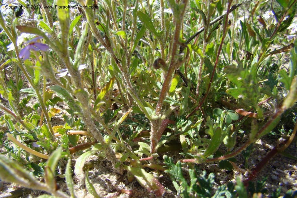 Zaluzianskya villosa (Thunb.) F.W.Schmidt