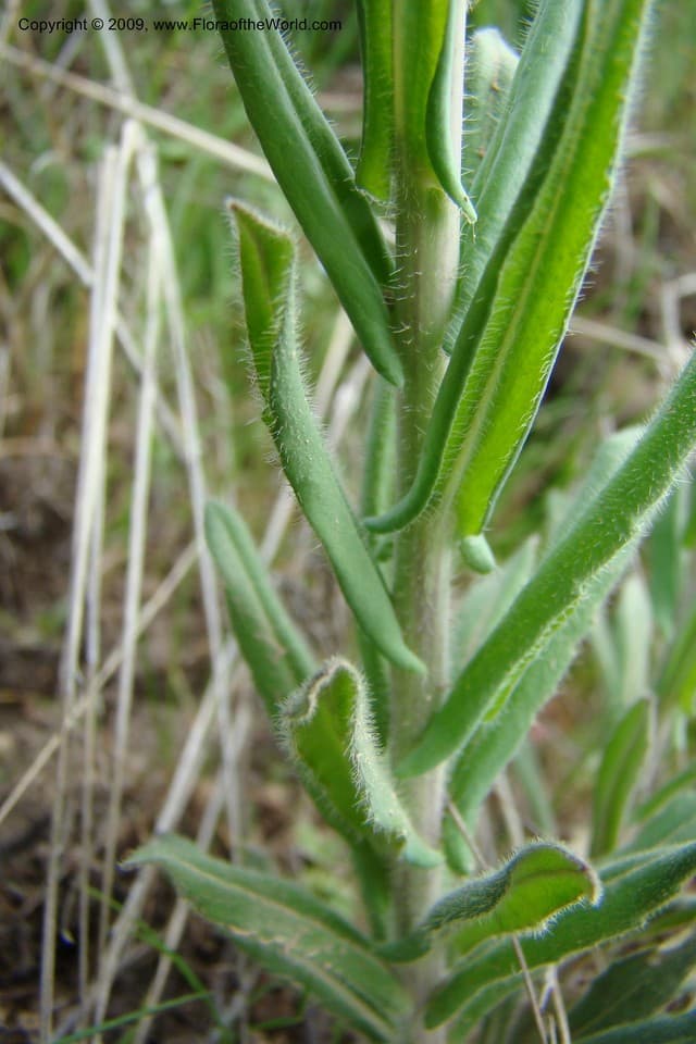 Arabis L.