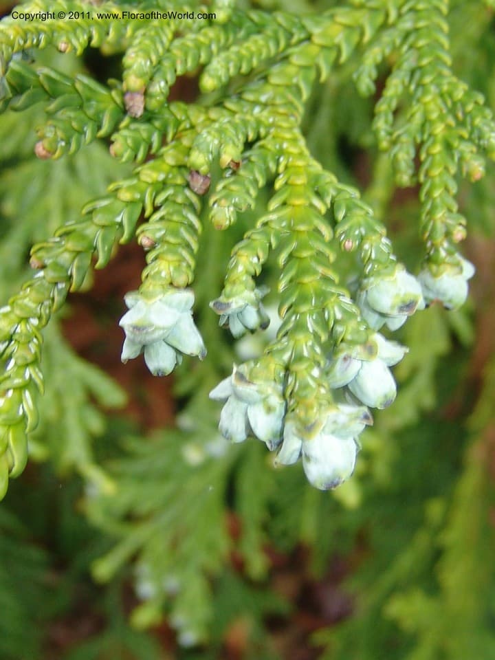 Cupressaceae Thujopsis dolabrata (Thunb. ex L. f.) Siebold & Zucc.