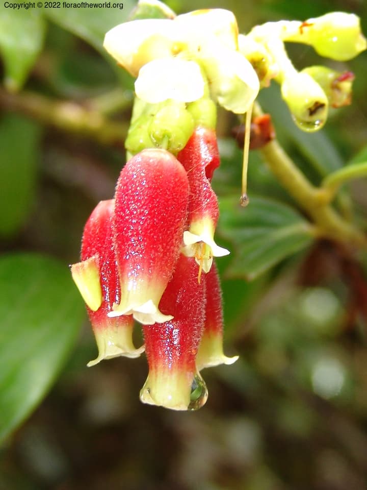 Cavendishia bracteata (Ruiz & Pav. ex A.St.-Hil.) Hoerold