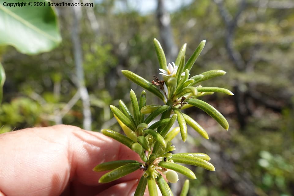 Strumpfia maritima Jacq.
