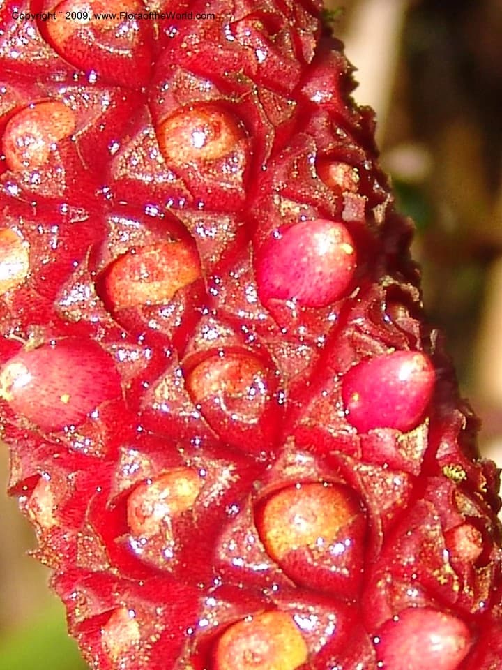 Anthurium lingua Sodiro