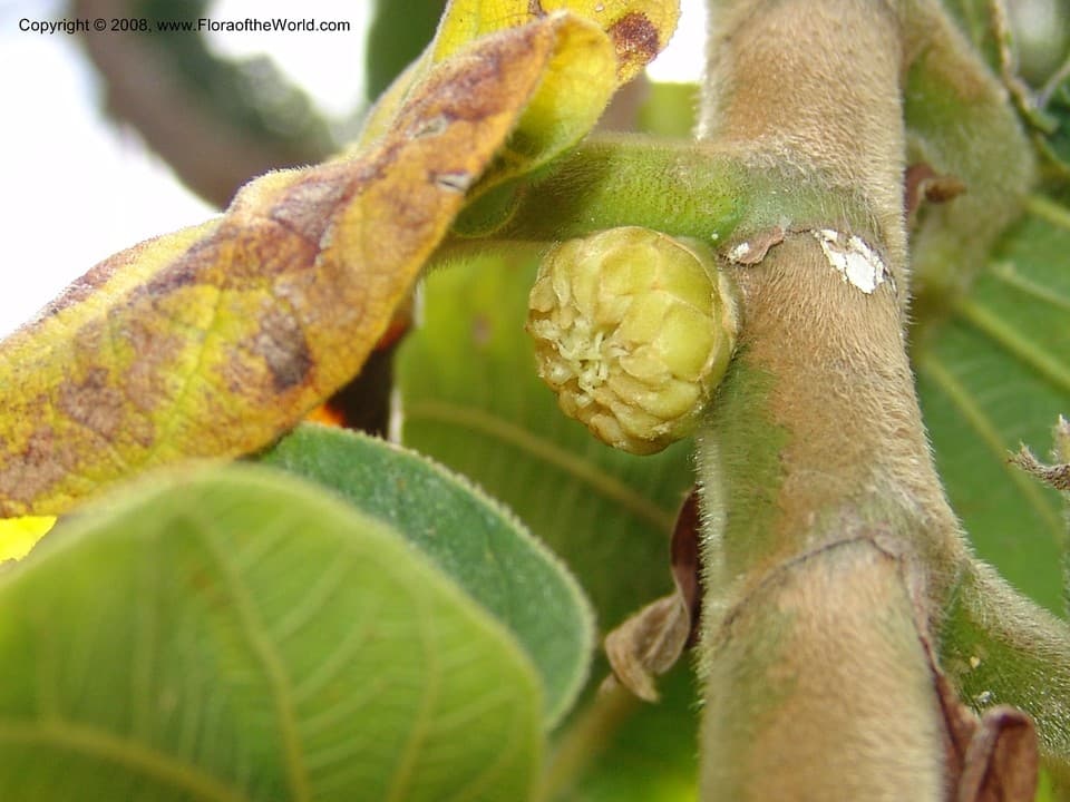 Moraceae Castilla elastica Sessé ex Cerv.