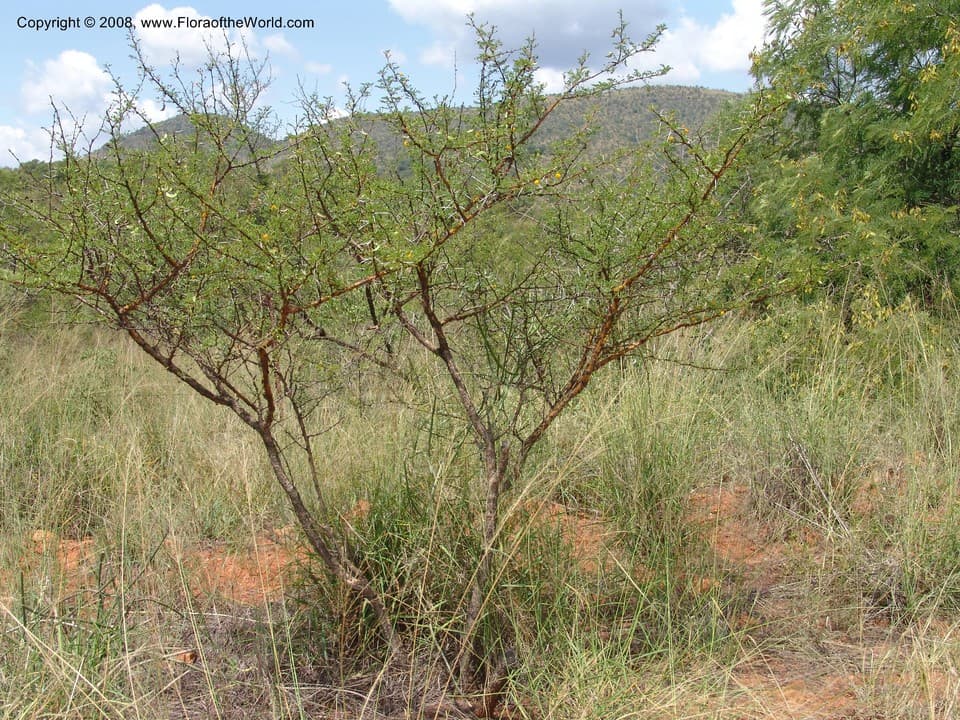 Vachellia exuvialis (Verd.) Kyal. & Boatwr.