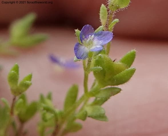 Veronica arvensis L.