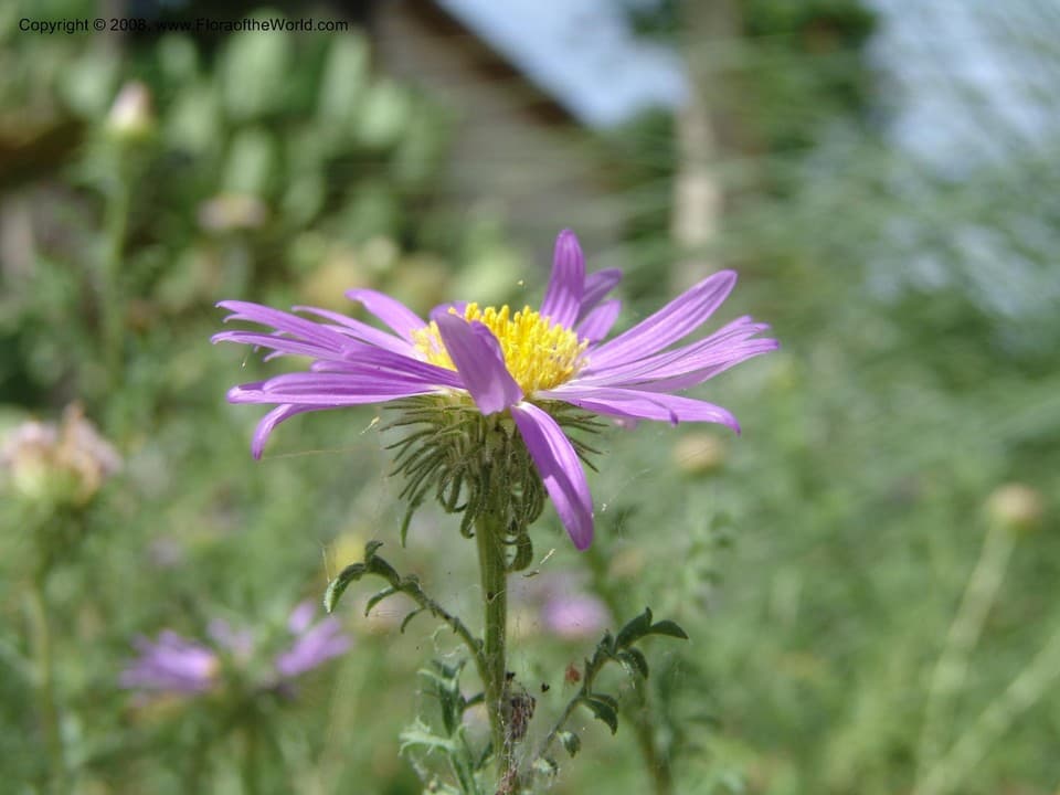 Machaeranthera tanacetifolia (Kunth) Nees