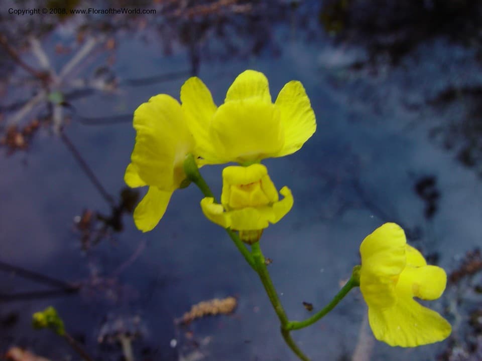 Utricularia inflata Walter