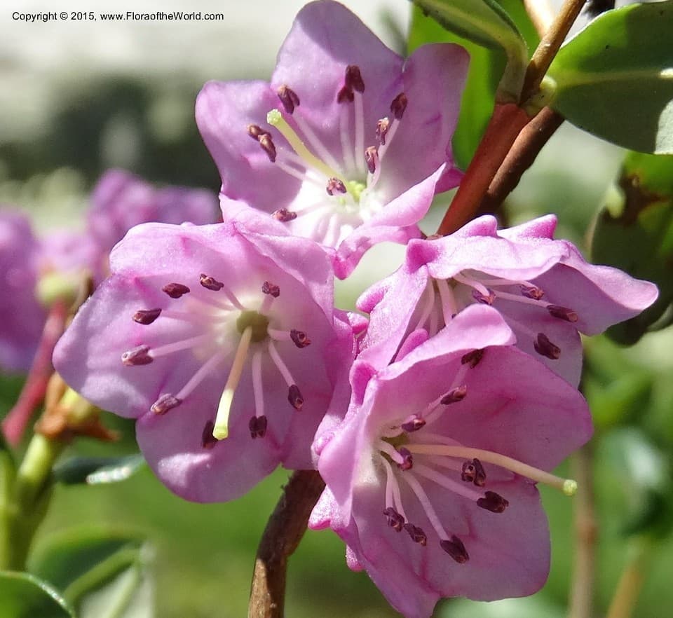 Kalmia polifolia Wangenh.