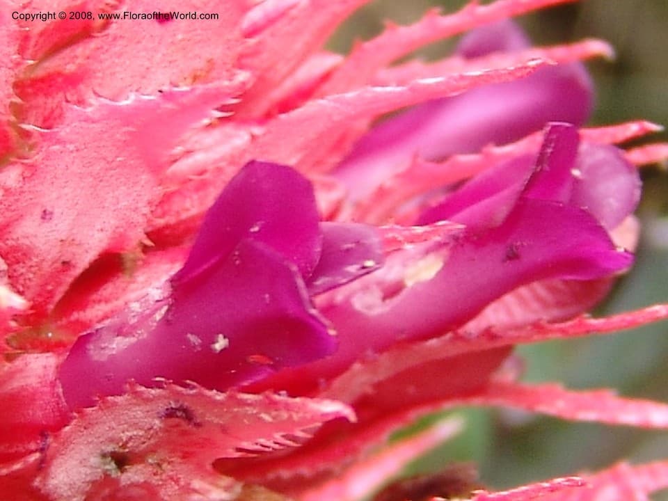 Ananas macrodontes É.Morren