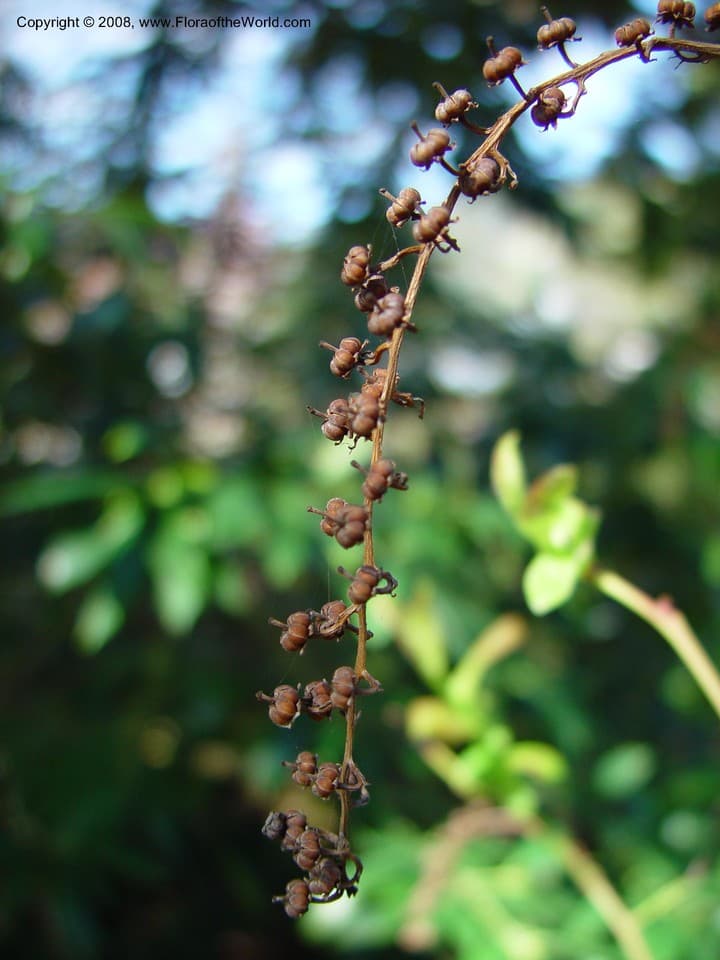Leucothoe grayana Maxim.