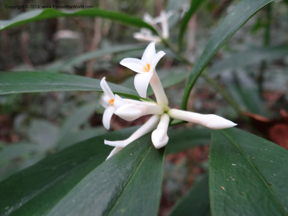 Daphne sureil W.W.Sm. & Cave