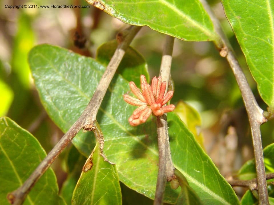 Physena sessiliflora Tul.