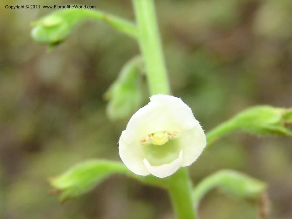Gesneriaceae Anodiscus xanthophyllus (Poepp.) Mansf.