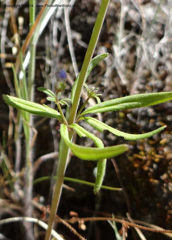Tonella floribunda A.Gray