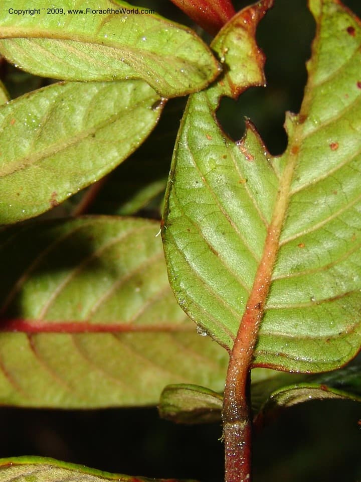 Cinchona mutisii Lamb.