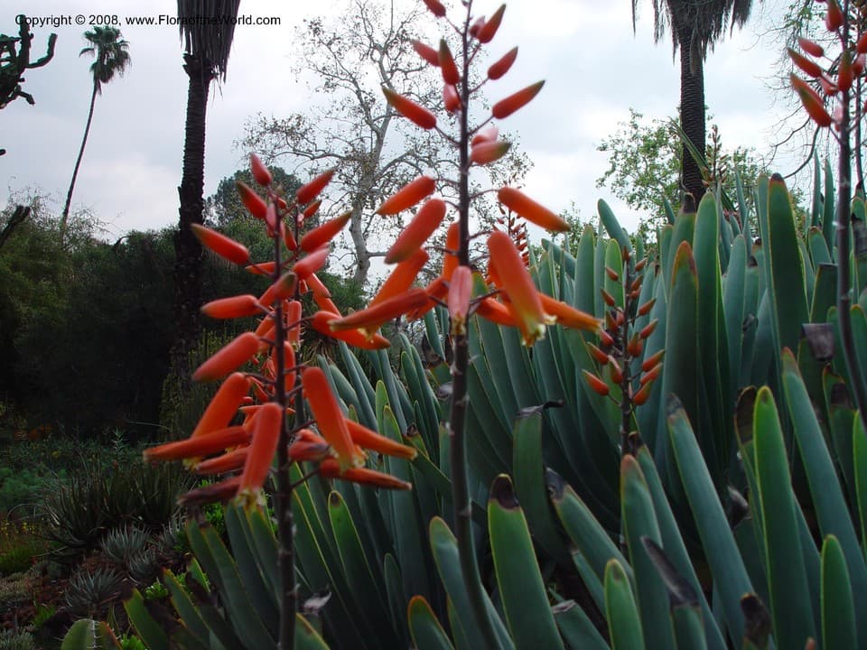 Asphodelaceae Aloe plicatilis (L.) Burm. f.
