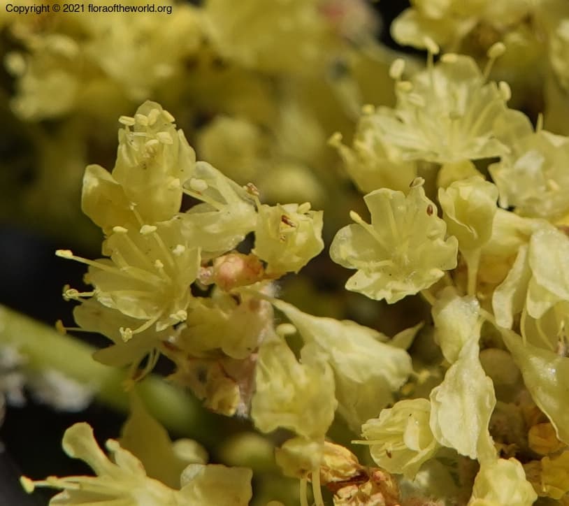 Polygonaceae Eriogonum compositum Douglas ex Benth.